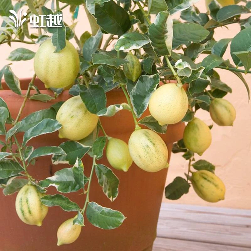 虹越 | 泰国花叶柠檬果苗 香水柠檬种植果树苗专场
