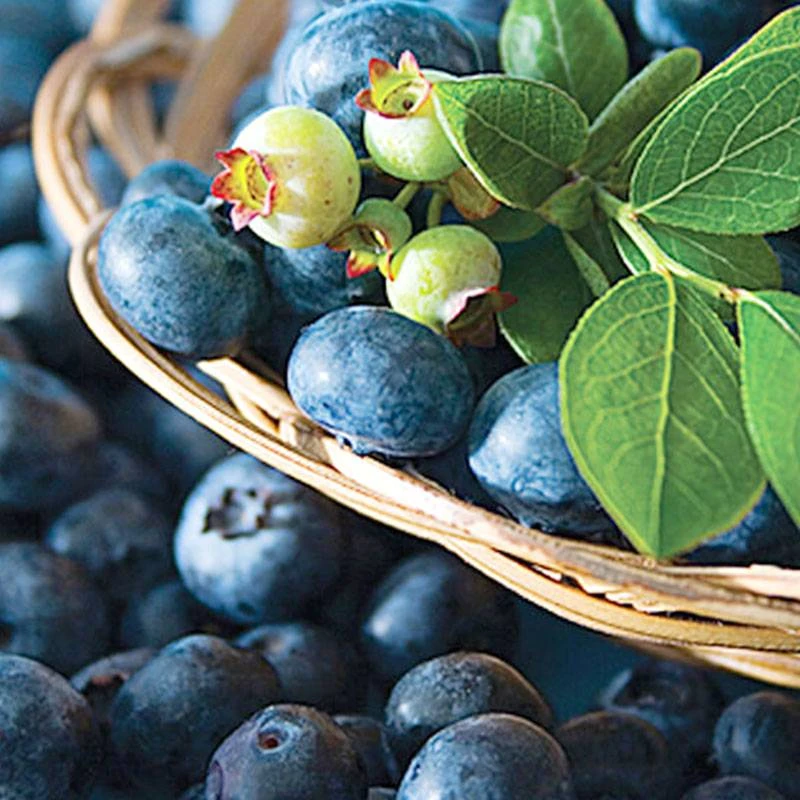 【果树号专享】虹越蓝莓 |“茶花/卡米尔”蓝莓果树苗盆栽 送果树肥