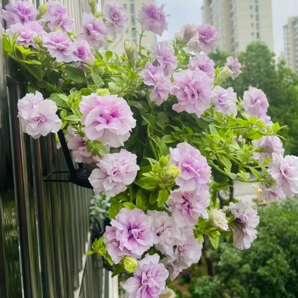 【庭院植物】重瓣矮牵牛盆栽 阳台垂吊庭院草花境植物易爆花期长