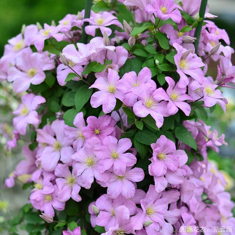 【直播特惠】虹越 | 铁线莲包查德女伯爵盆栽耐寒爬藤6L大苗