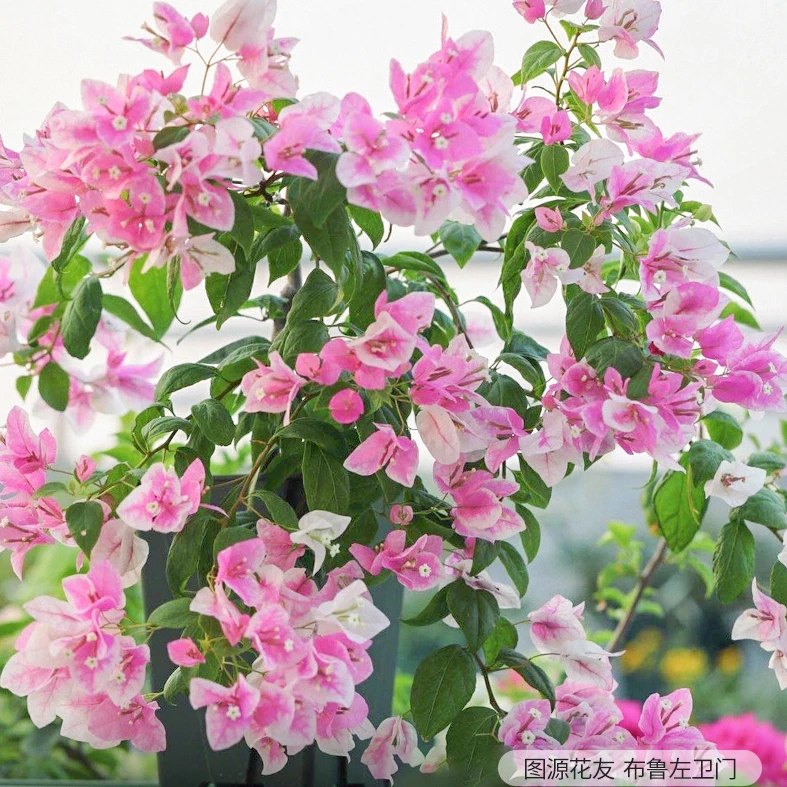 虹越| 三角梅“漳州红缨” 盆栽苗 盆栽易养爆花易爬藤耐热植物专场