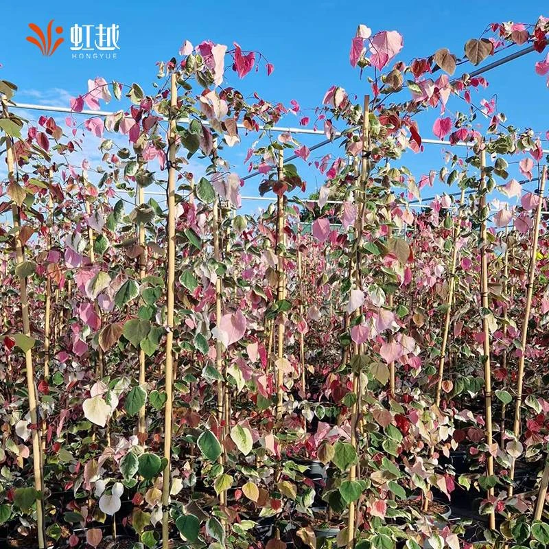 虹越 | 加拿大紫荆“甜心”C18 花叶美观专场