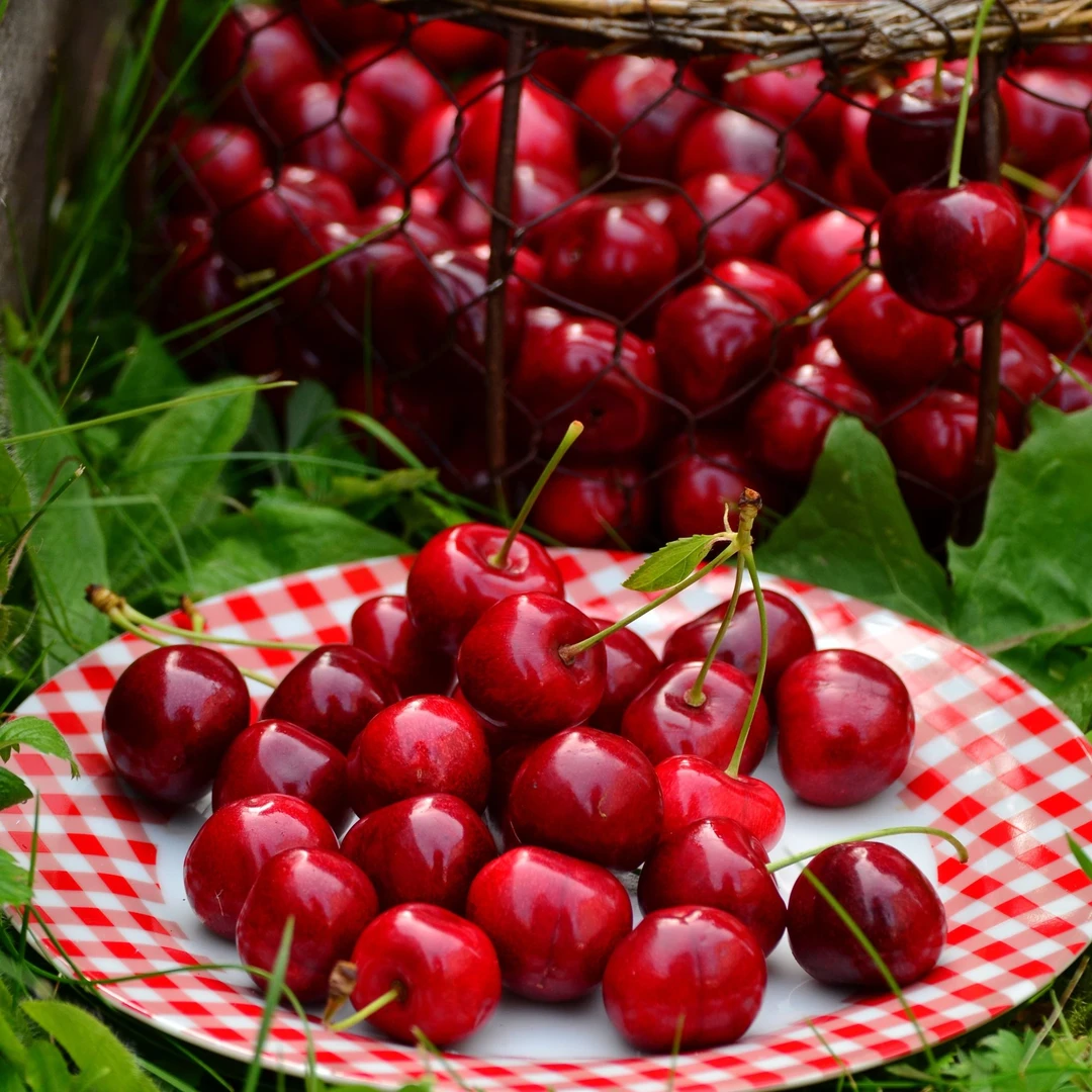 【果树号专享】虹越樱桃车厘子裸根苗 3年生大苗（3-4公分）