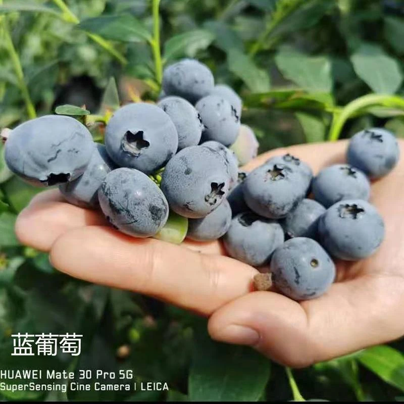 【果树号专享】 “蓝葡萄” 2加仑 蓝莓苗年年挂果家庭盆栽果树