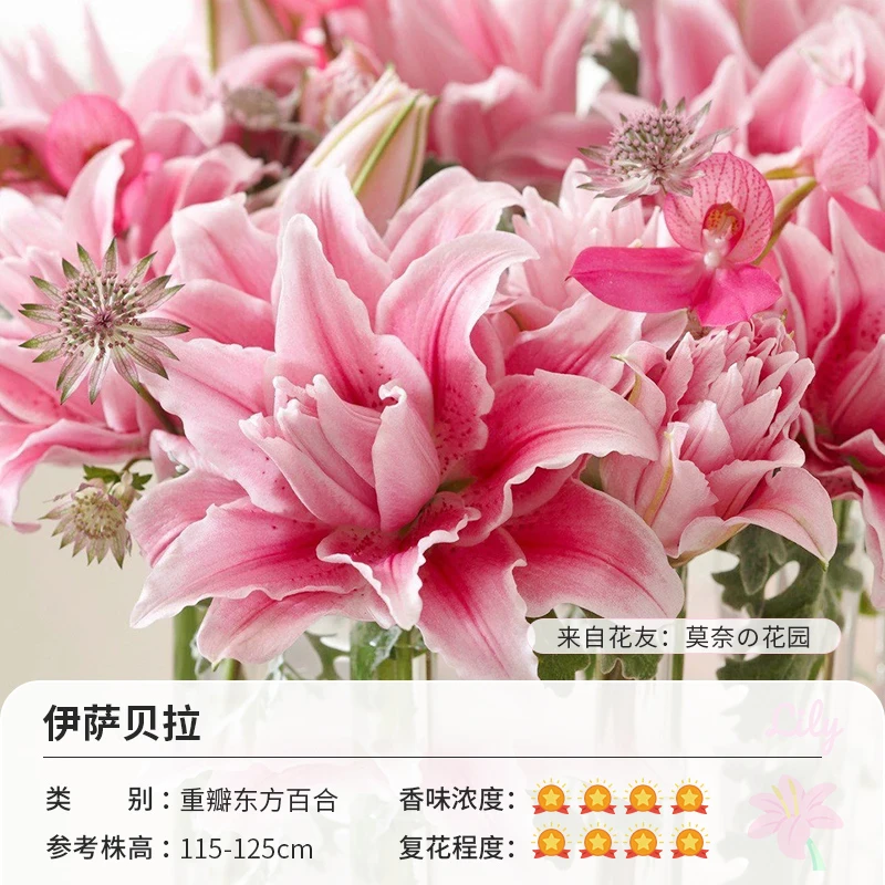 【年宵节】直播特惠 百合种球 重瓣东方百合 伊萨贝拉 (14/16)