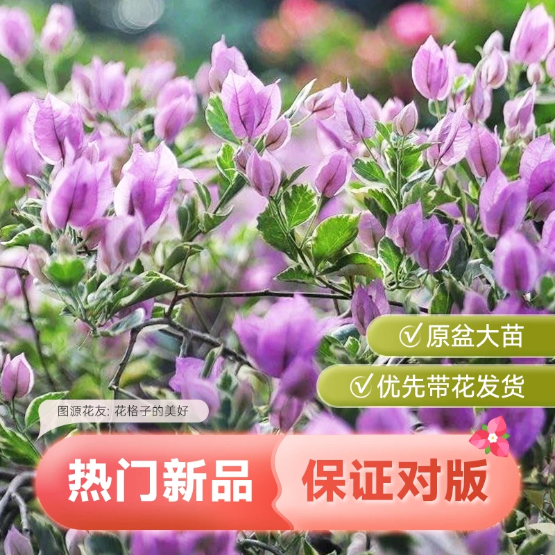 虹越 | 三角梅“银边浅紫”盆栽花卉绿叶樱花重瓣爬藤四季开花