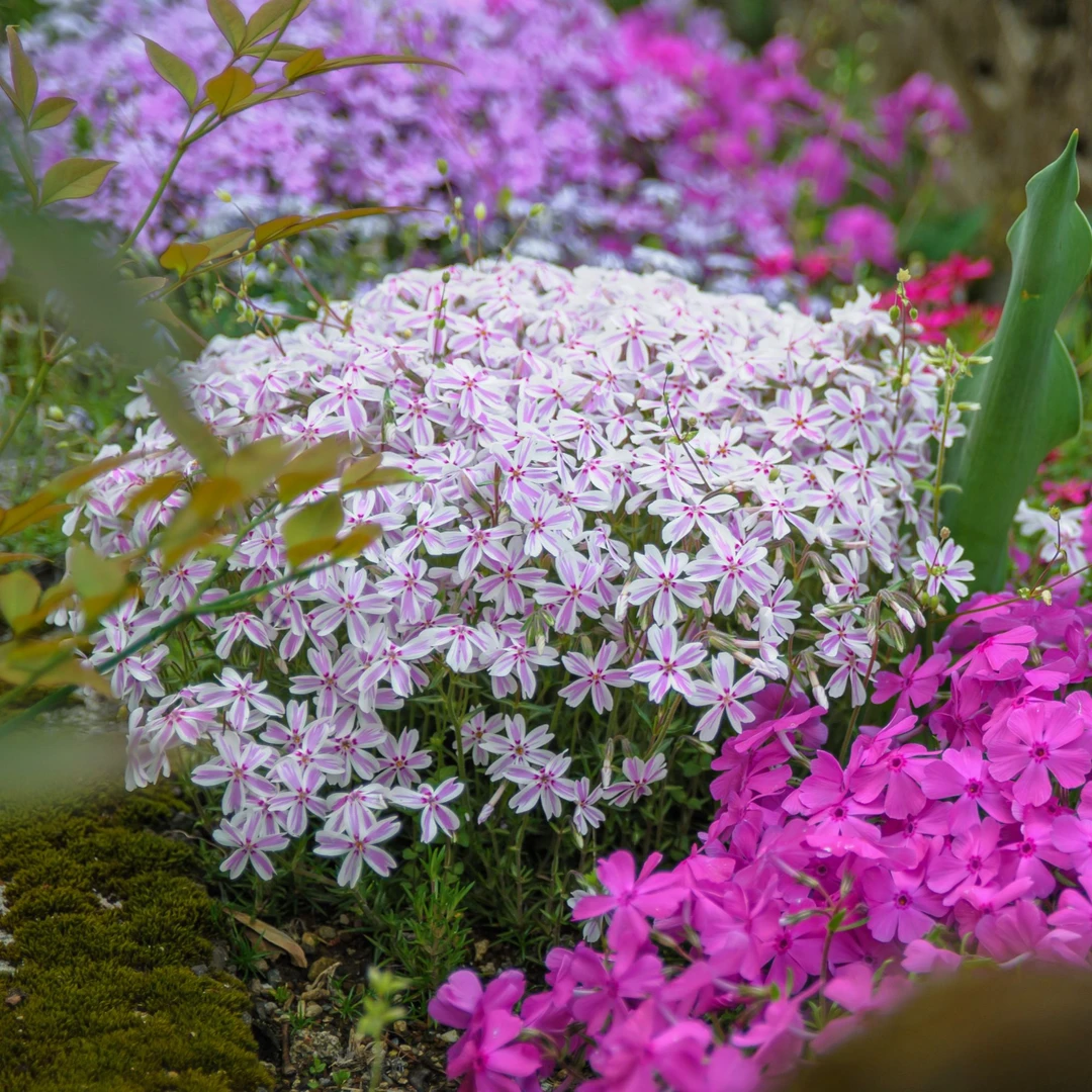 【2件8折 4件6折】虹越 | 芝樱盆栽耐寒多年生庭院花境植物爆花
