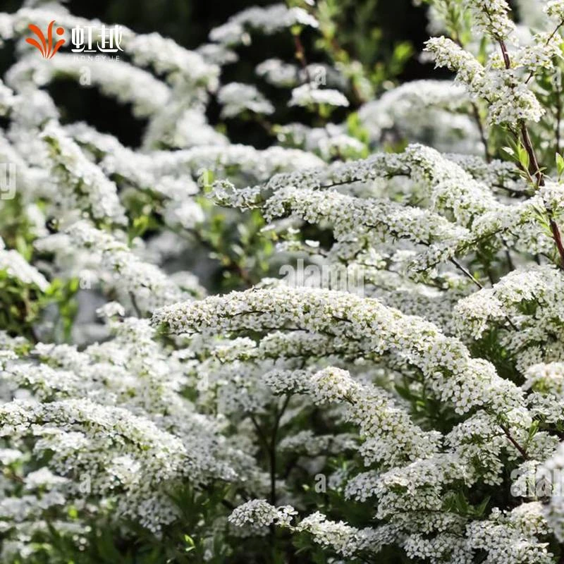 虹越 | 喷雪花盆栽苗，爆花庭院地栽多年生春日雪柳