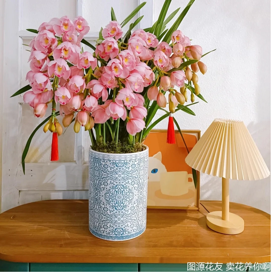 【年宵花系列】虹越大花蕙兰“福娘”盆栽苗 家庭耐寒好养观赏花卉