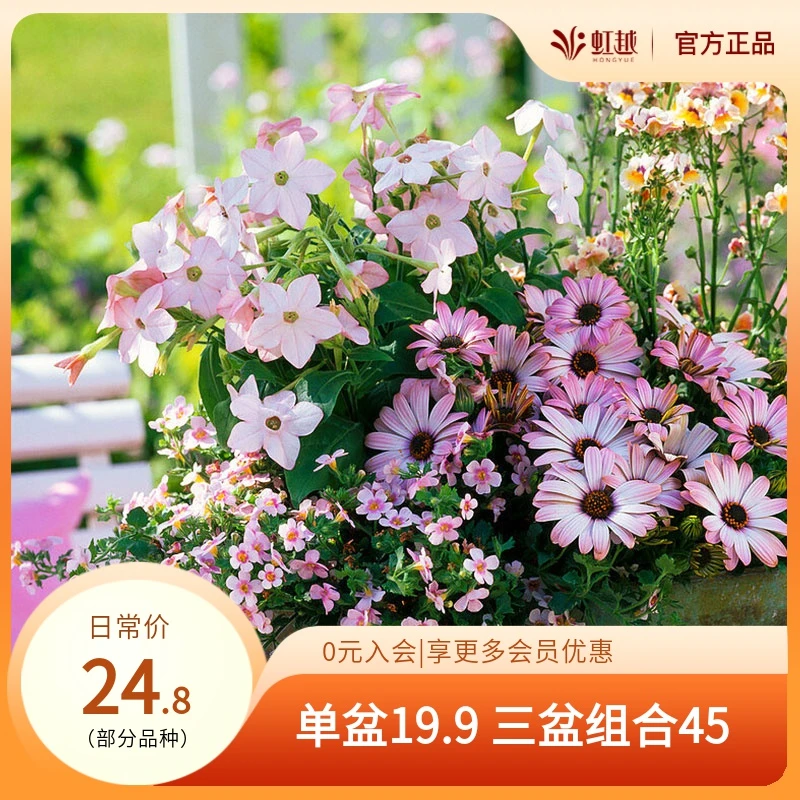 HONGYUE/虹越烟仔花星星花盆栽苗 多年生观赏草花易养易活花苗
