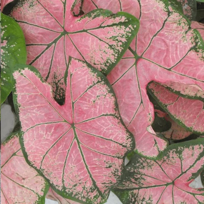 虹越 | 彩叶芋盆栽“粉色飞溅”A级140耐热清凉室内养护简单专场