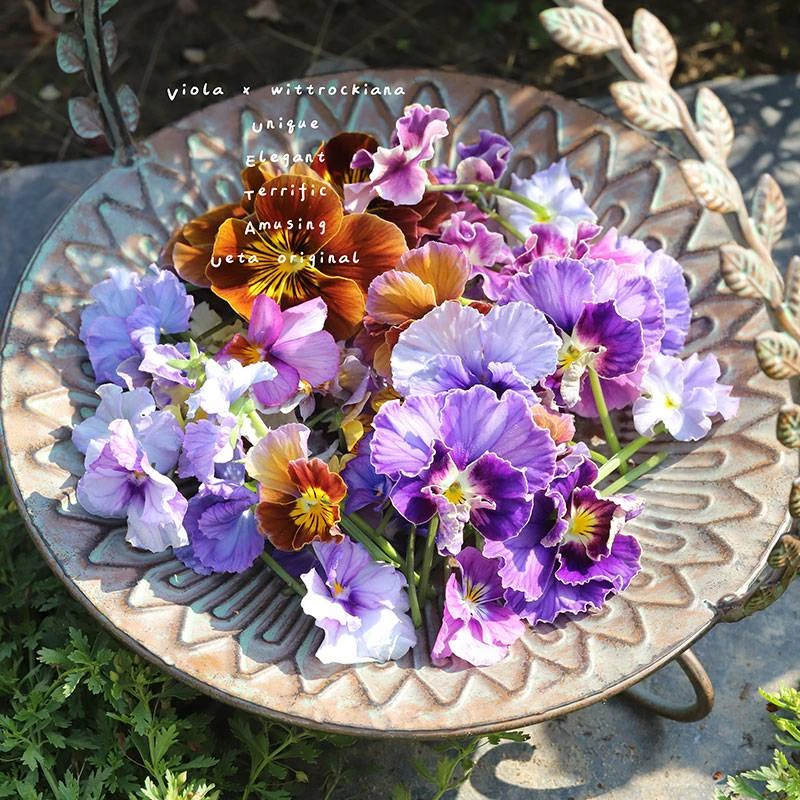 HONGYUE/虹越角堇花盆栽4盆组合，带花带花苞发货