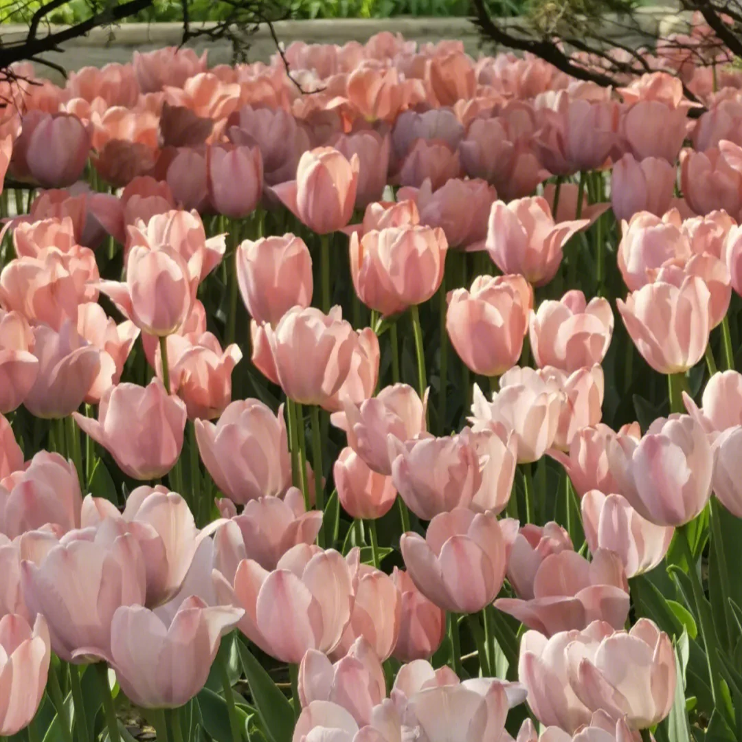 HONGYUE/虹越郁金香盆栽 阳台庭院可盆栽地栽耐寒