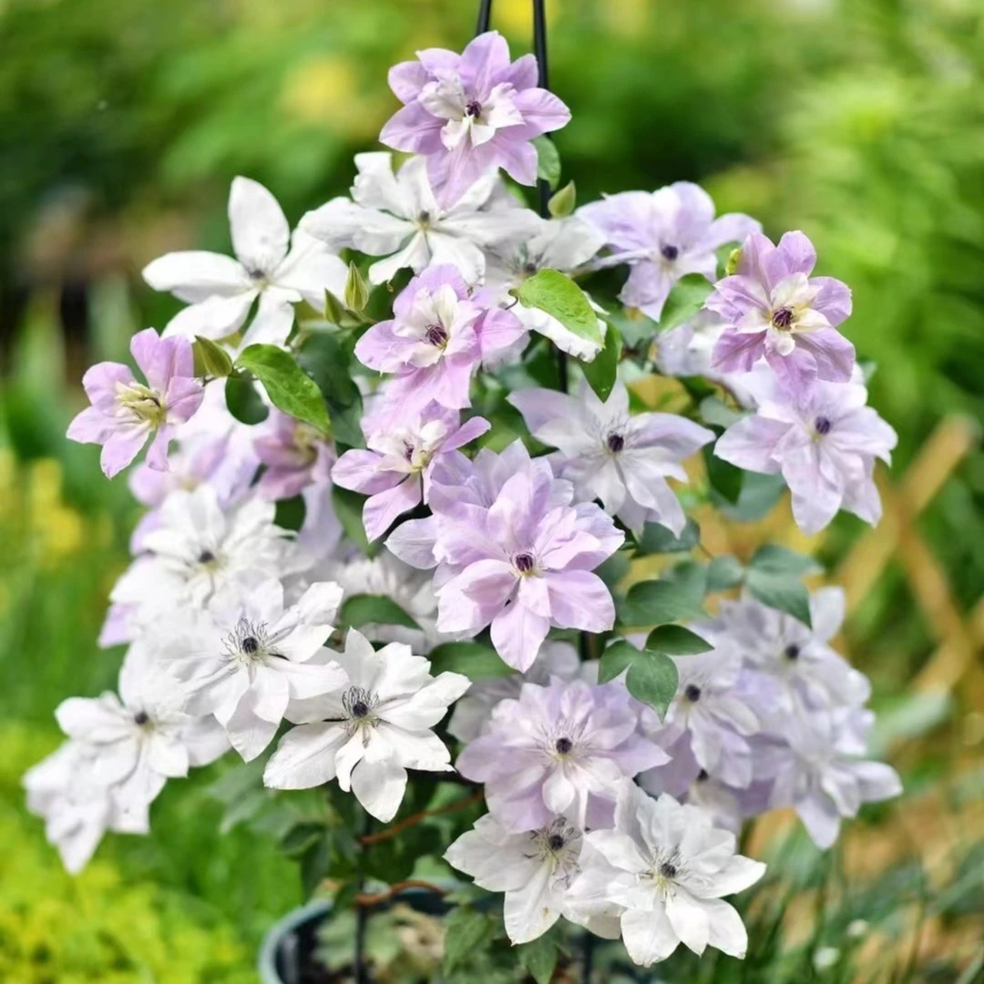 虹越 | 铁线莲P9爬藤植物虹越庭院阳台花卉铁线莲爬藤花