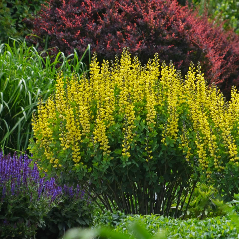 虹越 | 赛靛花1加仑盆栽苗 多年生耐寒耐热宿根花卉