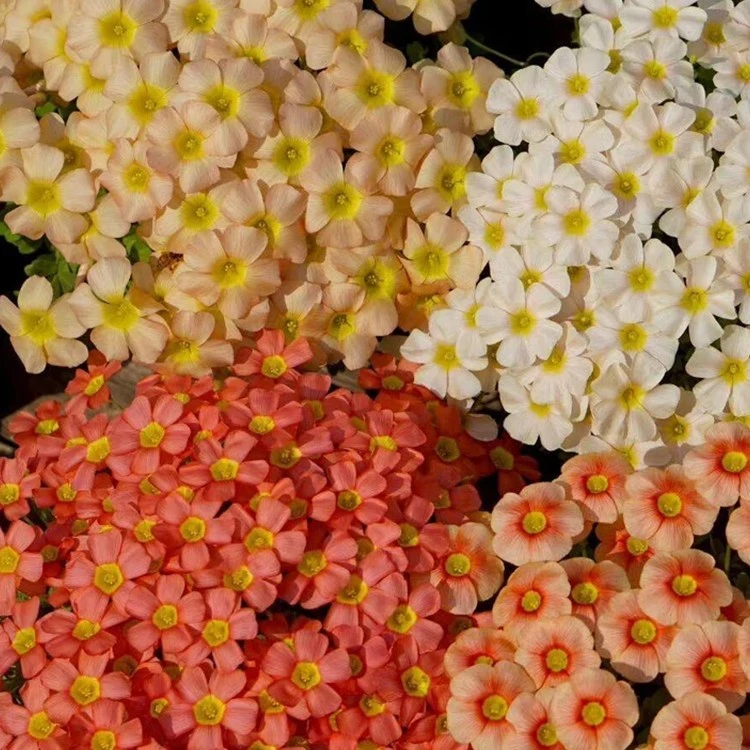 【虹越花卉】酢浆草种球  混品种  大小30球混装