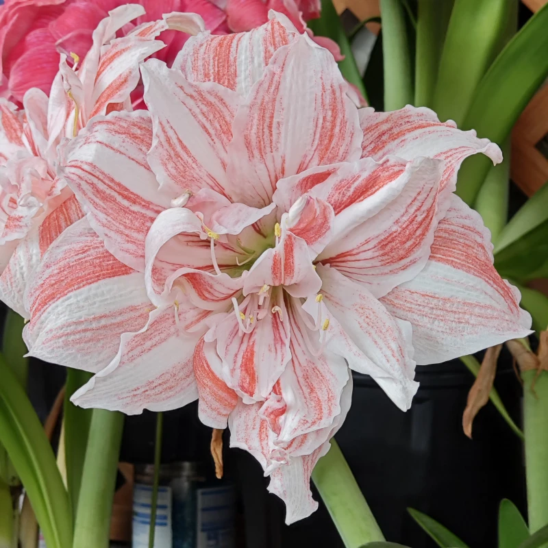 【直播】舞后 28/30 进口荷兰朱顶红种球 开花雪花肥牛预售