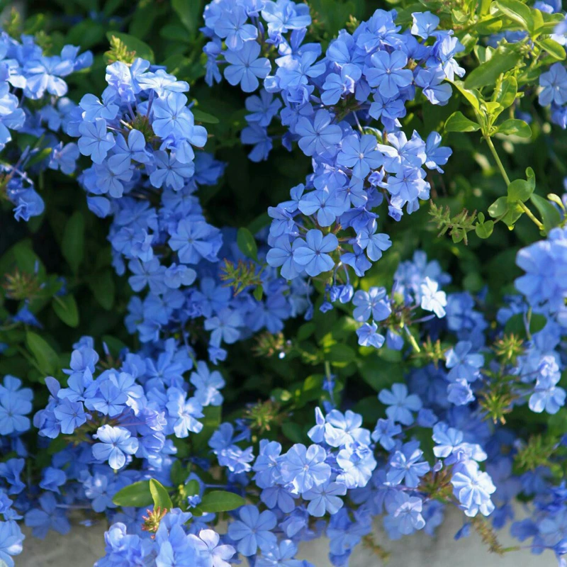 虹越 | 蓝雪花5加仑盆栽苗生花苞为主 四季开花花卉植物专场