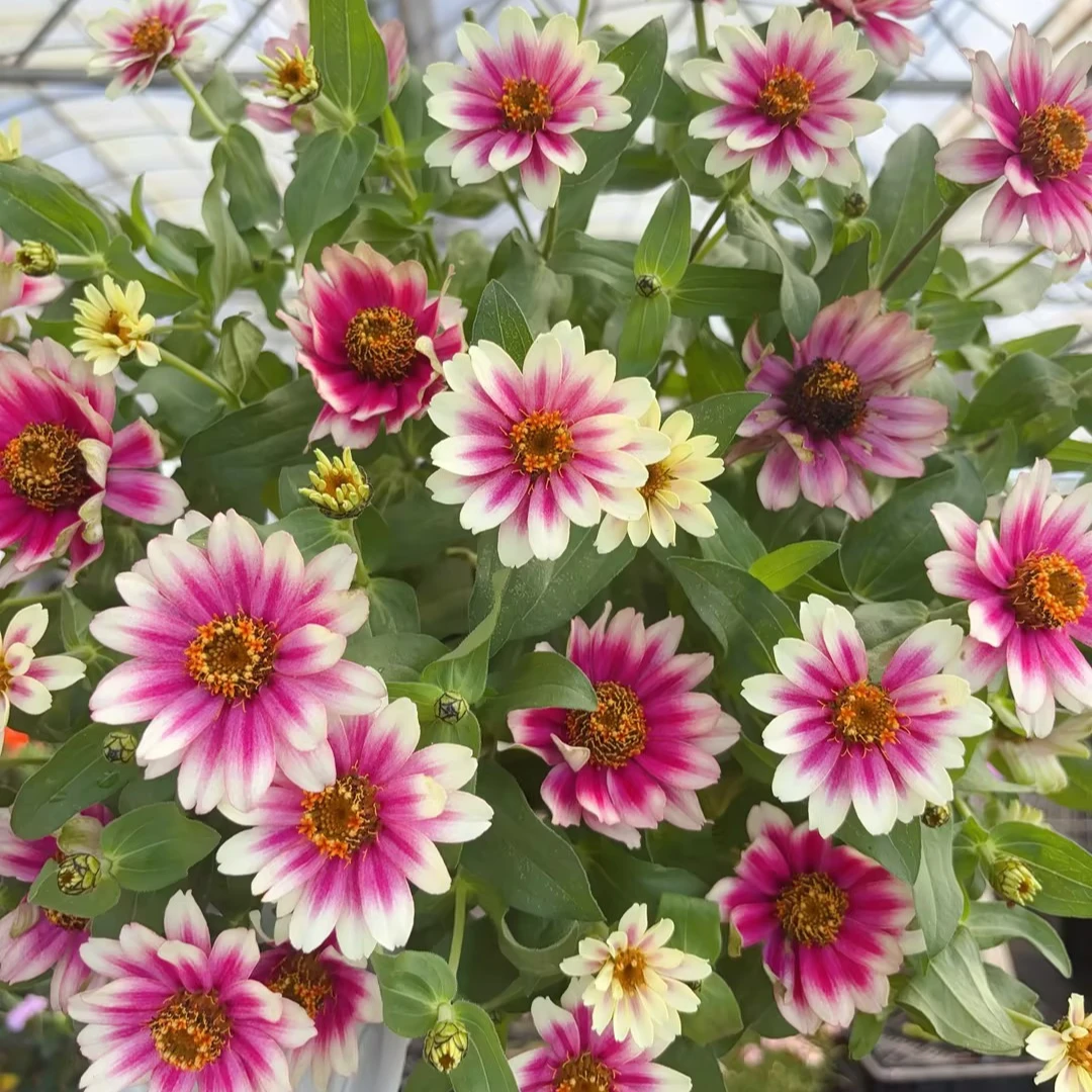 【庭院植物】百日草盆栽苗阳台庭院花园室外耐热多季开花多年生植物
