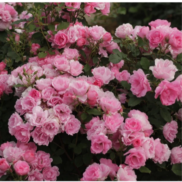 虹越 | 国产月季 "约定"3加仑 抗病 低维护盆栽月季专场