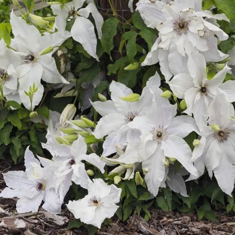虹越 | 铁线莲盆栽 美丽新娘 成品苗庭院花墙爬藤爆花耐寒花卉