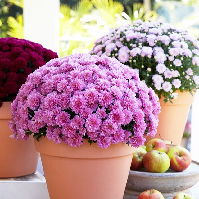 虹越 | 球菊大冠幅盆栽苗，带花带花苞花园阳台室内花卉好养