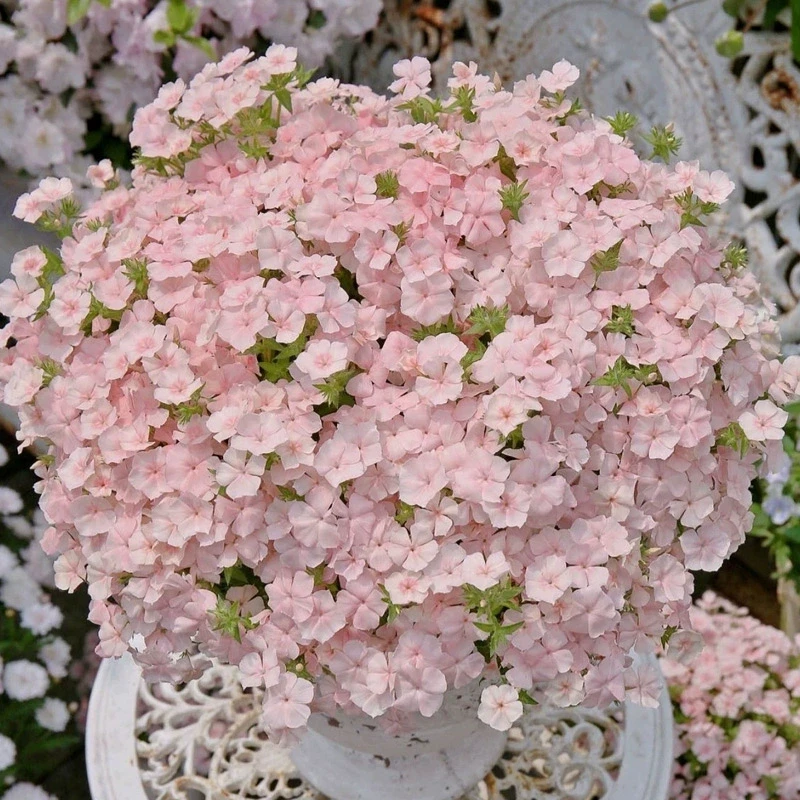 虹越 | 福禄考“情书”鲑鱼粉花卉盆栽苗 耐寒耐热易养爆花期长花境