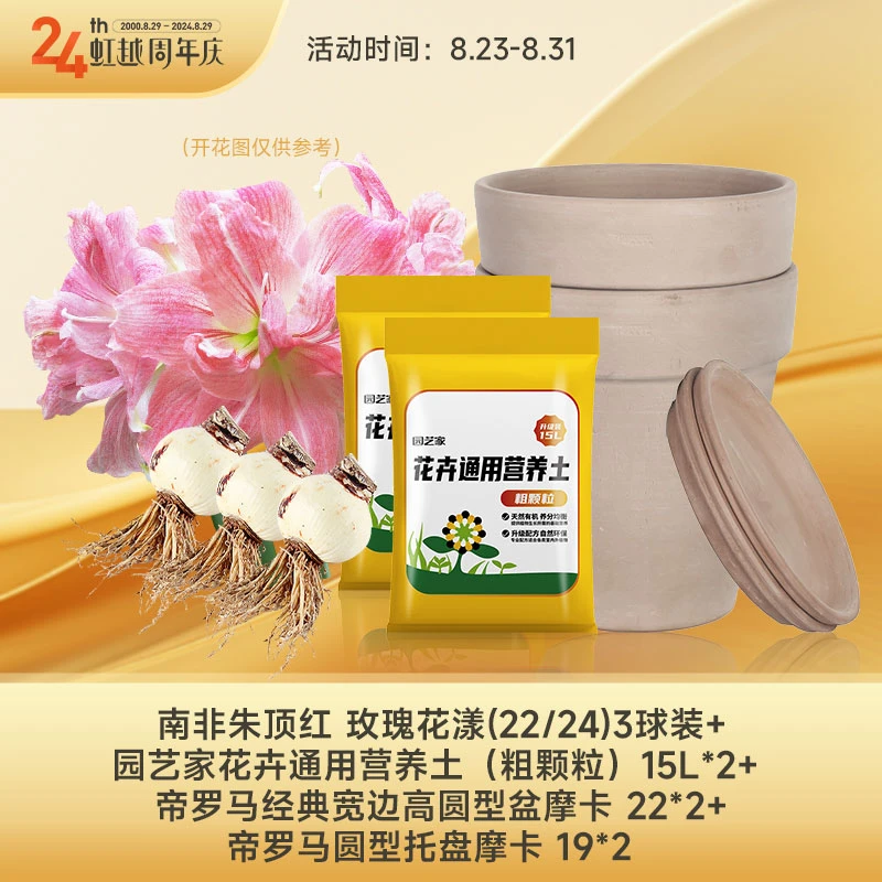 虹越 | 进口朱顶红“玫瑰花样”球根种植套装