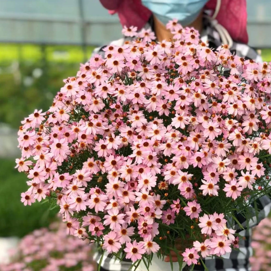 虹越 | 金鸡菊庭院阳台花卉植物耐寒耐热四季开花盆栽苗