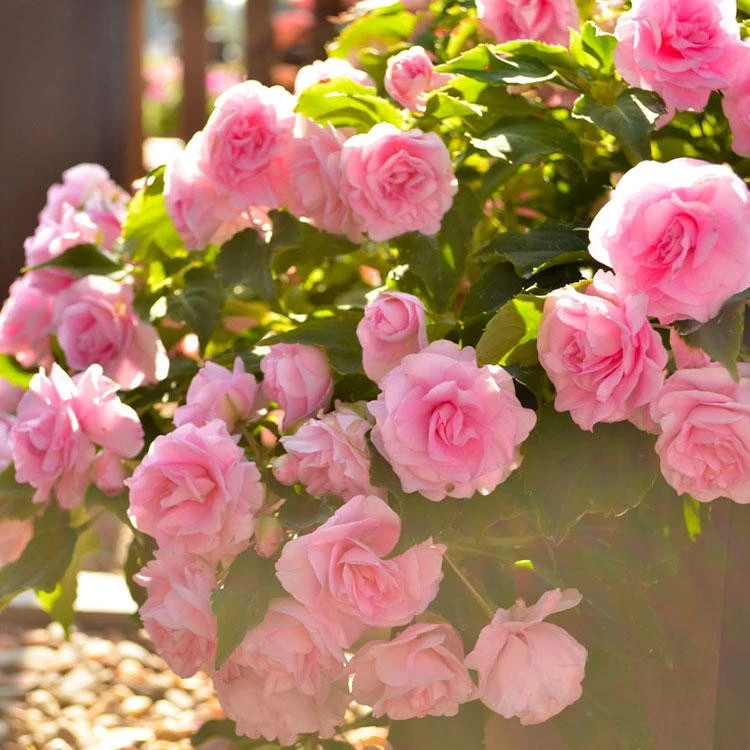 重瓣凤仙盆栽苗{2件7折 4件6折} 室内阳台盆栽