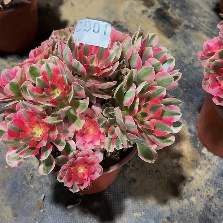 红陶20CM（含）-50CM（不含）901