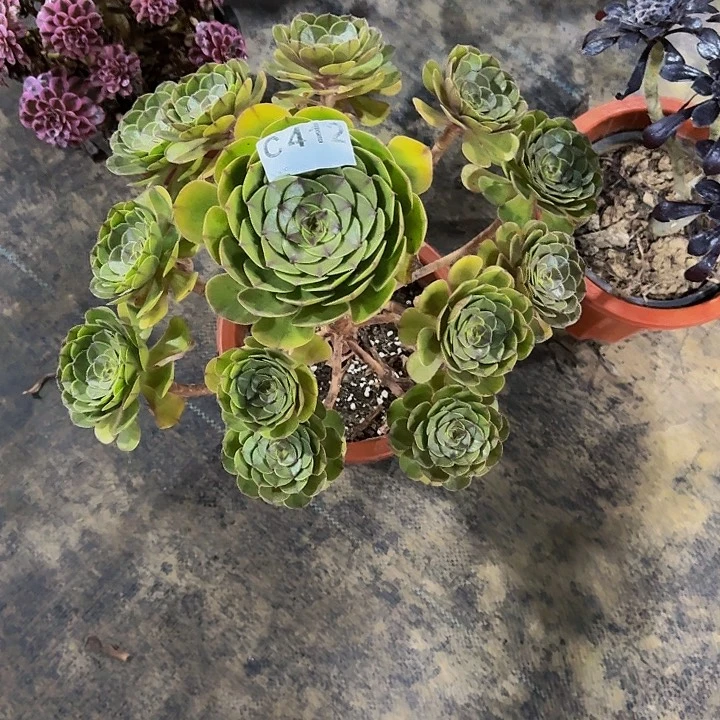 红陶20CM（含）-50CM（不含）412
