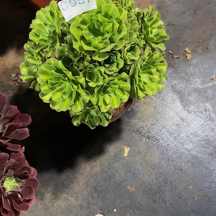 红陶20CM（含）-50CM（不含）957