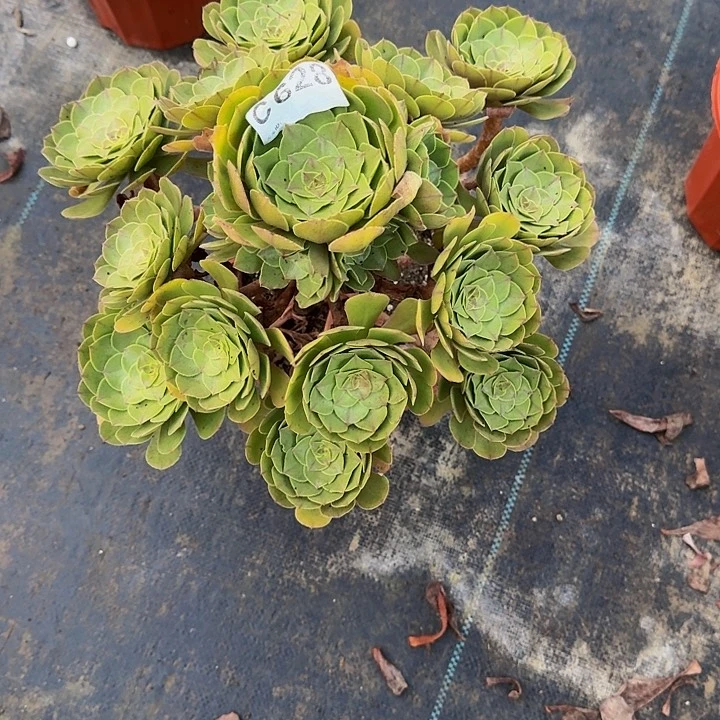 红陶20CM（含）-50CM（不含）628
