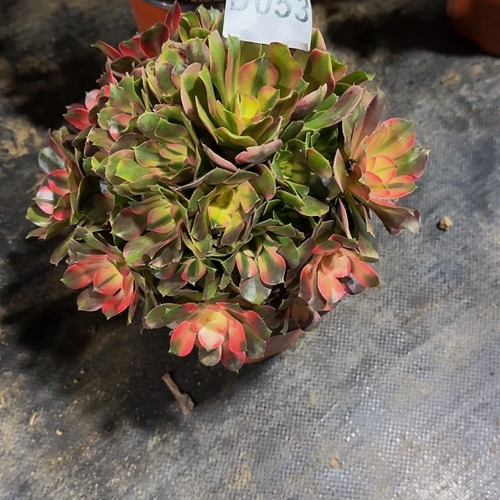 红陶20CM（含）-50CM（不含）053