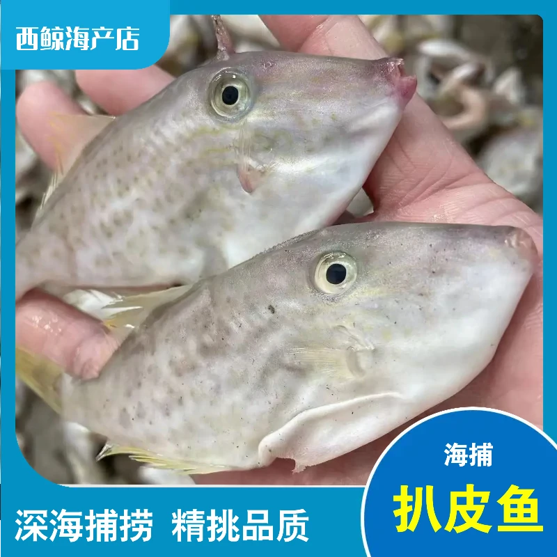 【扒皮鱼】马面扒皮鱼 迪仔野生海捕去头去内脏去皮顺丰冷链包邮