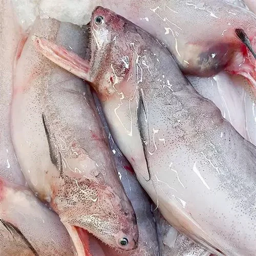 新鲜野生豆腐鱼，红烧，香煎，没有杂刺