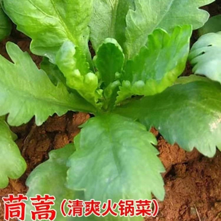 大叶茼蒿小叶茼蒿种子光杆菜种四季籽种秋冬季青菜
