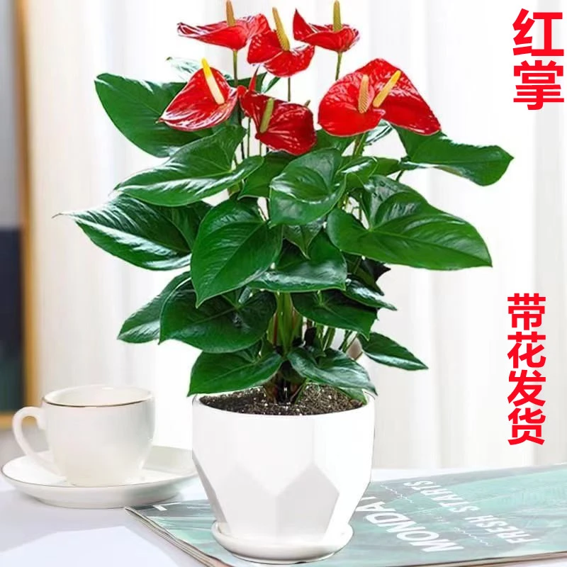红掌盆栽粉掌水培白掌植物一帆风顺鸿运当头四季开花室内好养绿植