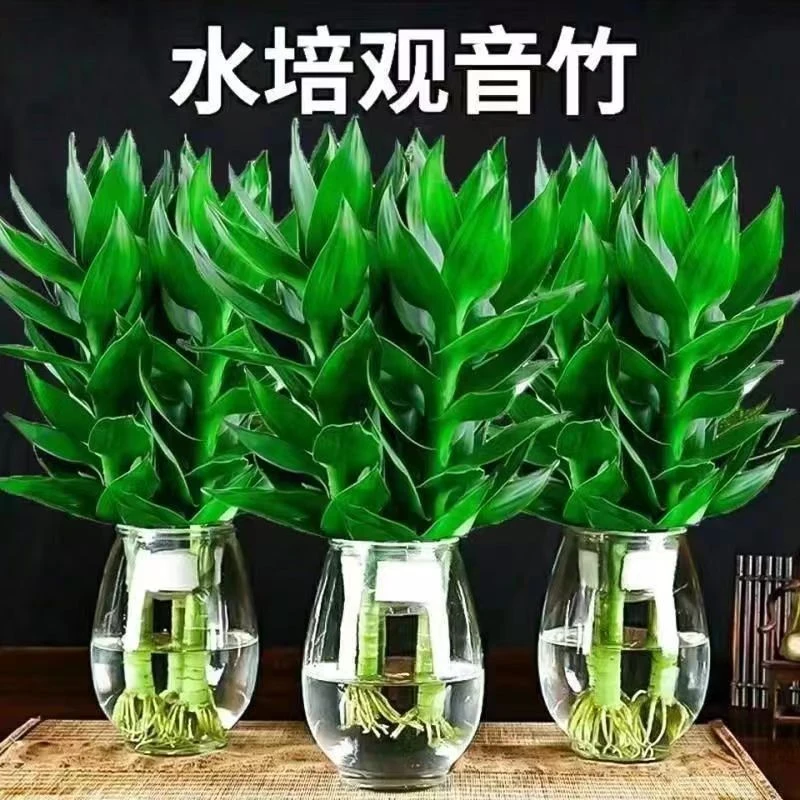 【竹来运转】观音竹玻璃花瓶招财富贵竹水培植物红叶朱蕉盆栽转运竹