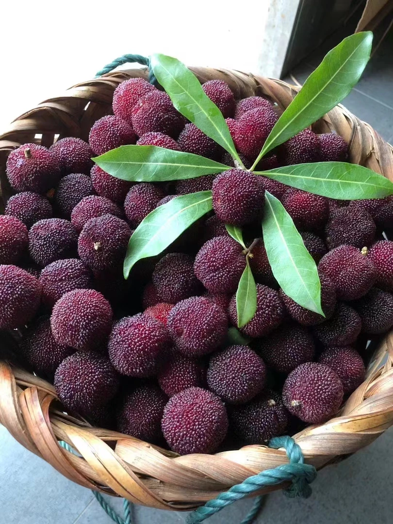 东山人家杨梅汁枇杷汁清仓买一赠一