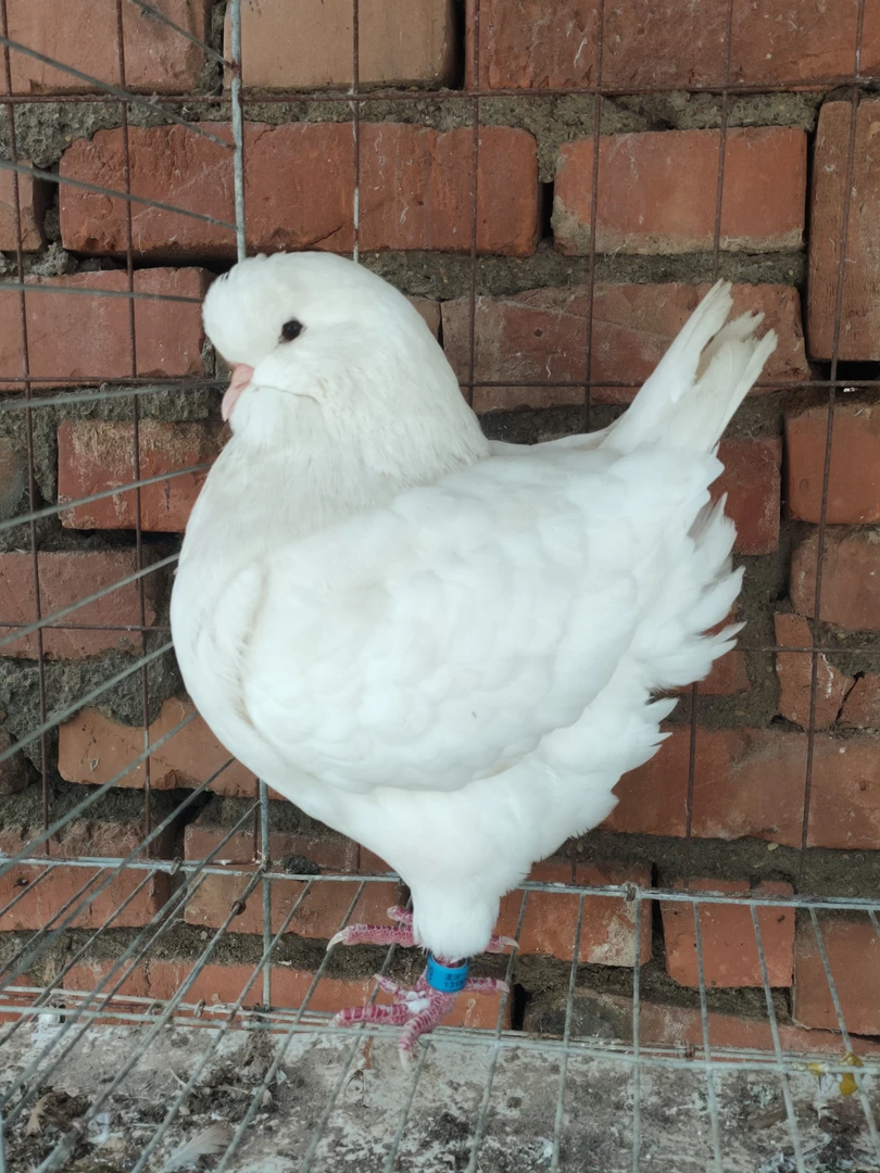 圆环摩登一公一母