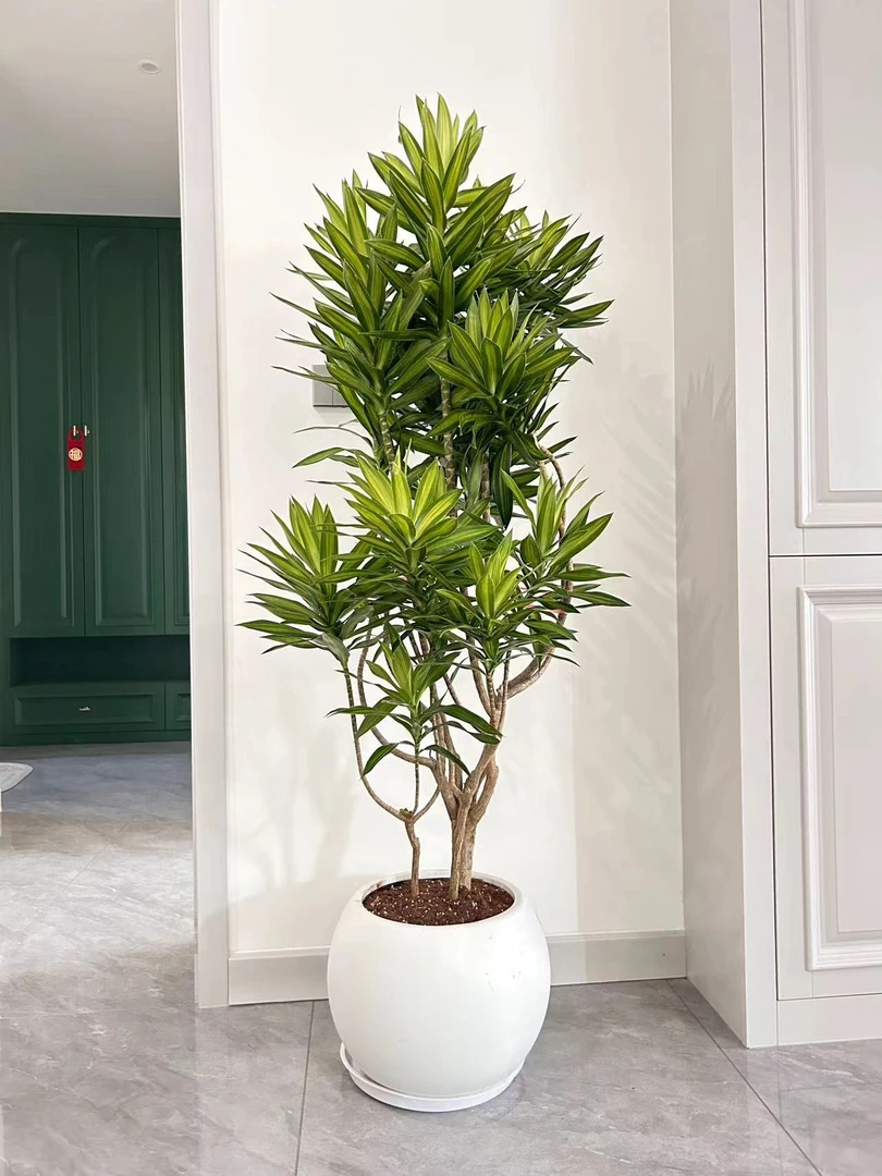 金心老桩精品百合竹盆栽室内绿植净化空气耐荫耐旱好养四季常青