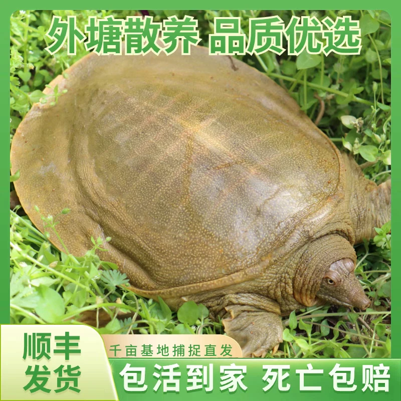 【5只5-6斤】农户直发生态老甲鱼外塘散养青背甲鱼  冷链包活包鲜