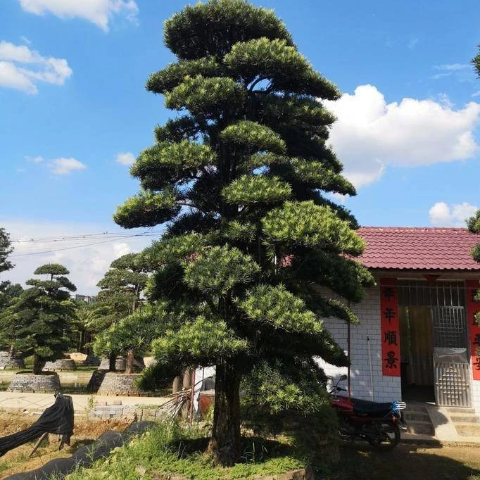罗汉松大树庭院造型树盆景树迎客松别墅大型日本老桩罗汉松黑松