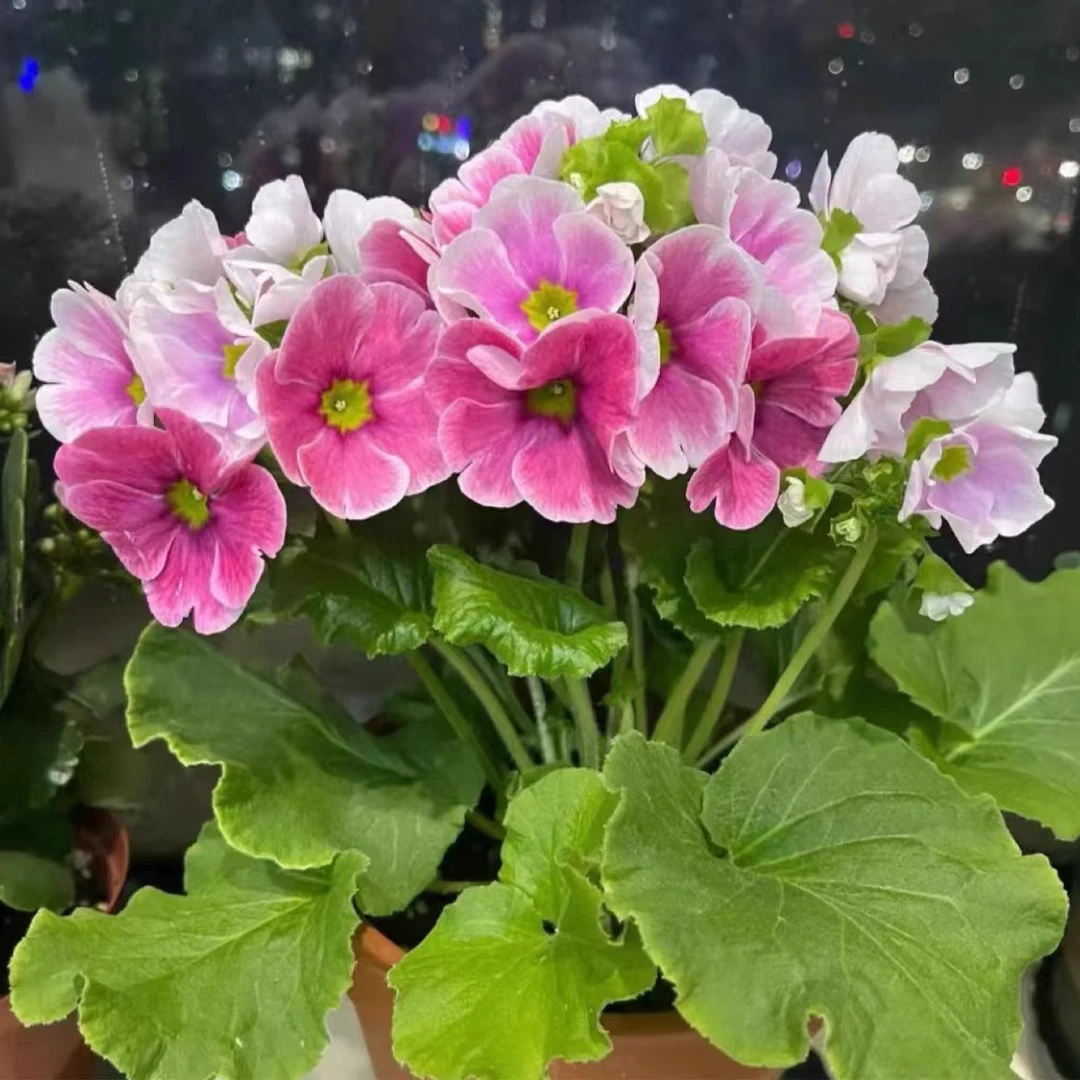 四季樱草花新款加湿植物喜凉耐寒报春花卉阳台庭院易养长冬季开花
