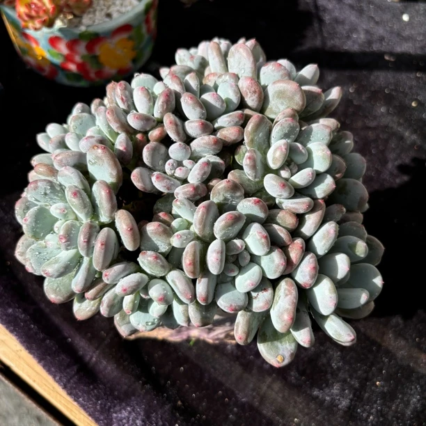 多肉一物一拍新品香香雪无砍叶展19cm