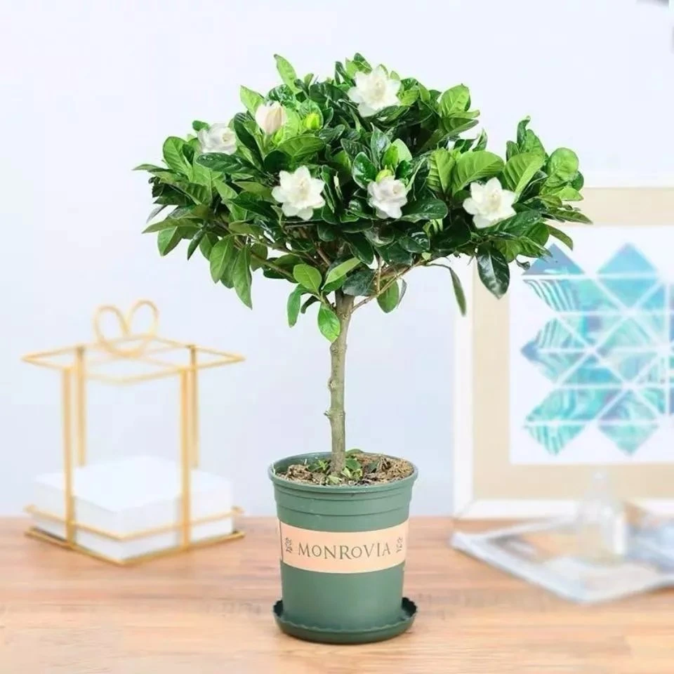 浓香栀子花盆栽植物室内阳台花带花苞耐寒绿植盆栽好养活四季开花