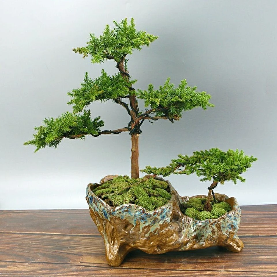 地柏苗四季常青庭院植物铺地柏珍珠柏盆景松柏树室内办公室盆栽柏