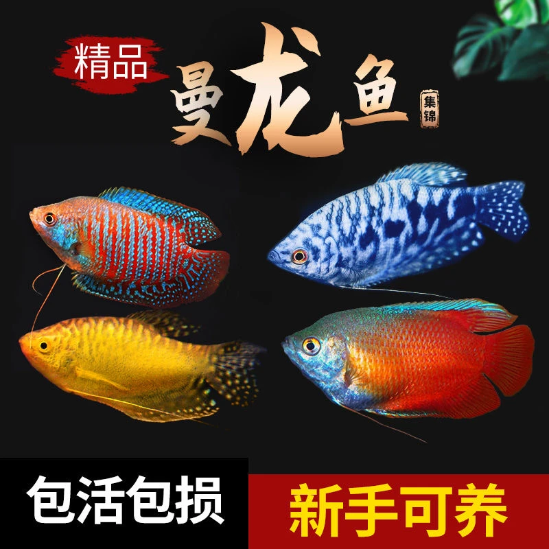 曼龙鱼五彩丽丽马甲球吃蛋白虫鱼耐活懒人桌面蓝曼龙鱼鱼观赏鱼